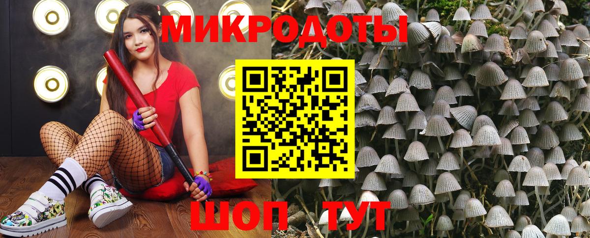 Псилоцибиновые грибы Psilocybe  Псилоцибиновые грибы прущие грибы  Дмитров  Вход с VPN 